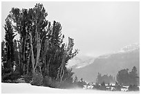 Trees in storm with blowing snow, Tioga Pass. Yosemite National Park, California, USA. (black and white)