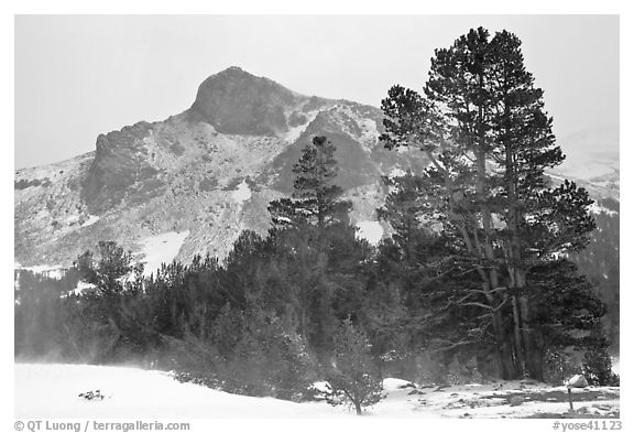 Trees and peak with fresh snow, Tioga Pass. Yosemite National Park, California, USA.