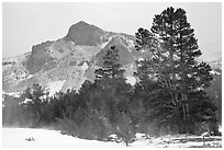 Trees and peak with fresh snow, Tioga Pass. Yosemite National Park, California, USA. (black and white)