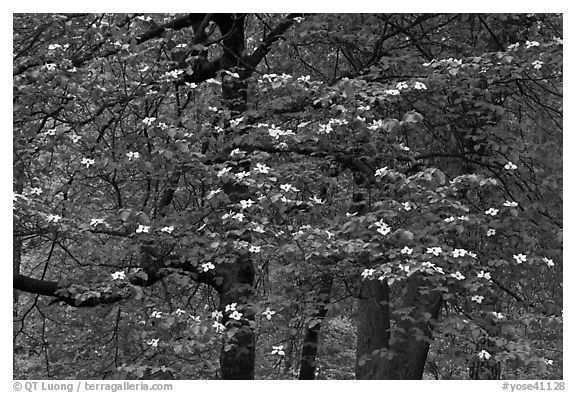 Flowering dogwood tree. Yosemite National Park, California, USA.