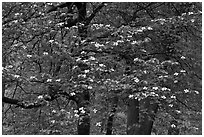 Flowering dogwood tree. Yosemite National Park, California, USA. (black and white)