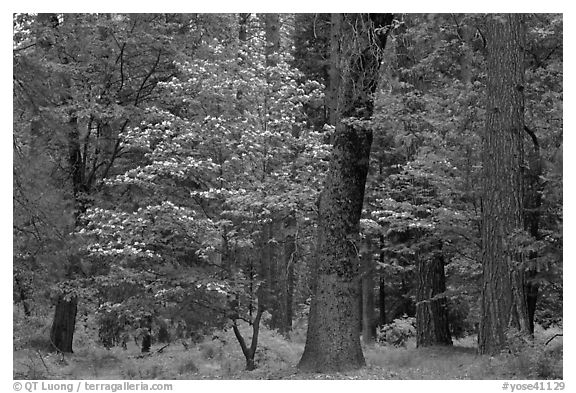 Forest in the spring. Yosemite National Park (black and white)