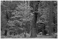 Forest in the spring. Yosemite National Park ( black and white)