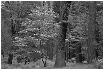 Forest in the spring. Yosemite National Park, California, USA. (black and white)