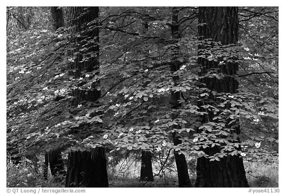 Dogwood tree between two dark pine tree trunks. Yosemite National Park, California, USA.