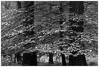 Dogwood tree between two dark pine tree trunks. Yosemite National Park, California, USA. (black and white)