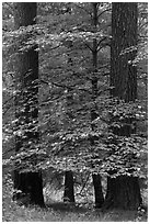 Dogwood tree in bloom between two dark pine trees. Yosemite National Park ( black and white)