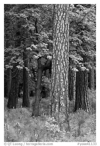 Ponderosa Pine and forest. Yosemite National Park (black and white)