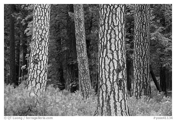 Pine forest with patterned trunks. Yosemite National Park, California, USA.