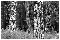 Pine forest with patterned trunks. Yosemite National Park, California, USA. (black and white)