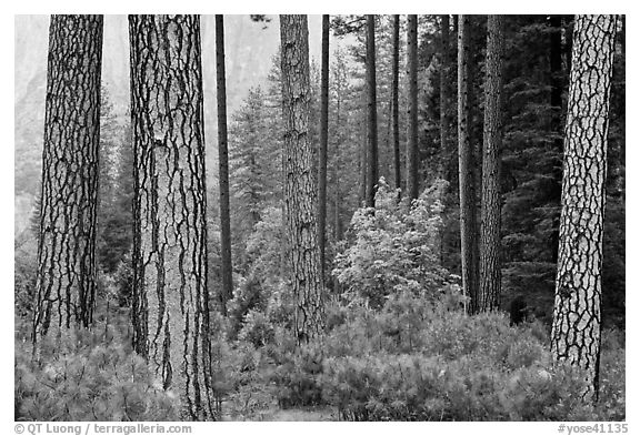 Forest with fall pine trees and spring undergrowth. Yosemite National Park (black and white)