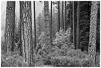 Forest with fall pine trees and spring undergrowth. Yosemite National Park ( black and white)