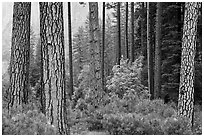 Forest with fall pine trees and spring undergrowth. Yosemite National Park, California, USA. (black and white)