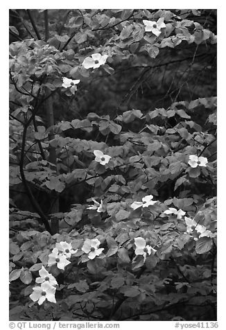 Dogwood tree branches with flowers. Yosemite National Park, California, USA.