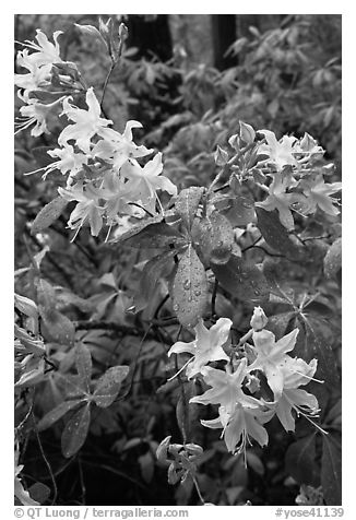 White Azelea, Happy Isles. Yosemite National Park (black and white)