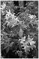 White Azelea, Happy Isles. Yosemite National Park, California, USA. (black and white)