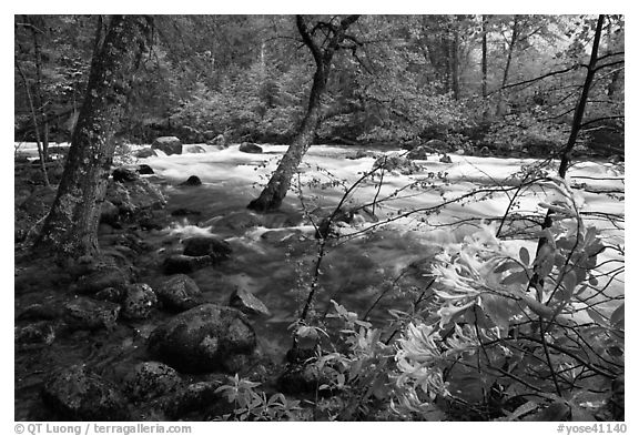 Azelea and Merced River, Happy Isles. Yosemite National Park, California, USA.