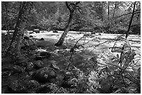 Azelea and Merced River, Happy Isles. Yosemite National Park, California, USA. (black and white)