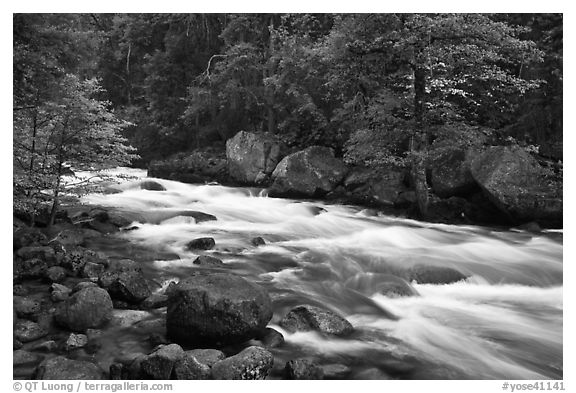 Merced River with newly leafed trees and dogwood, Happy Isles. Yosemite National Park (black and white)