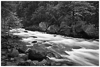 Merced River with newly leafed trees and dogwood, Happy Isles. Yosemite National Park, California, USA. (black and white)