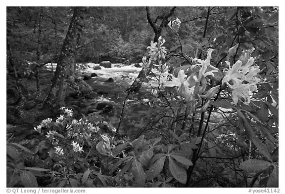 Azelea near Merced River, Happy Isles. Yosemite National Park (black and white)