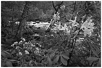 Azelea near Merced River, Happy Isles. Yosemite National Park, California, USA. (black and white)