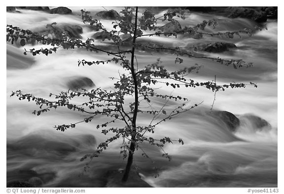 Branches and river, Happy Isles. Yosemite National Park (black and white)