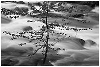 Branches and river, Happy Isles. Yosemite National Park, California, USA. (black and white)