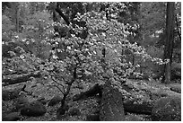 Dogwood tree and mossy boulders in spring, Happy Isles. Yosemite National Park, California, USA. (black and white)