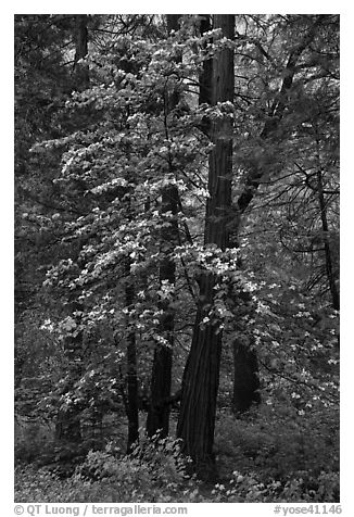 Tall dogwood tree, Happy Isles. Yosemite National Park (black and white)