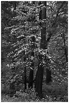 Tall dogwood tree, Happy Isles. Yosemite National Park ( black and white)