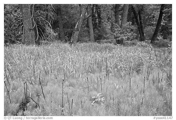 Fern near Happy Isles. Yosemite National Park (black and white)