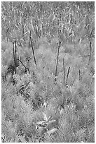 Horsetail grass (Equisetum arvense) near Happy Isles. Yosemite National Park ( black and white)