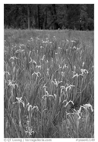 Wild Iris, El Capitan Meadow. Yosemite National Park, California, USA.