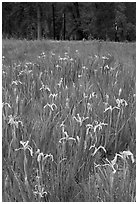 Wild Iris, El Capitan Meadow. Yosemite National Park, California, USA. (black and white)