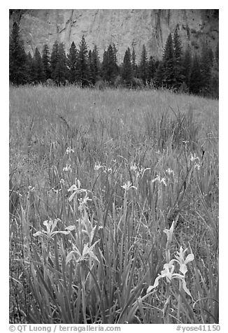 Iris and cliffs, El Capitan Meadow. Yosemite National Park, California, USA.