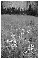 Iris and cliffs, El Capitan Meadow. Yosemite National Park, California, USA. (black and white)