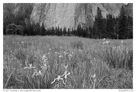 Iris and Cathedral Rocks, El Capitan Meadow. Yosemite National Park, California, USA.