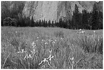 Iris and Cathedral Rocks, El Capitan Meadow. Yosemite National Park, California, USA. (black and white)