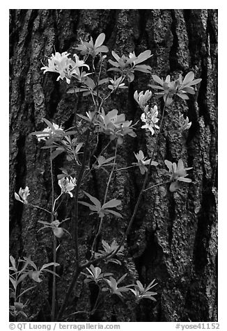 Azelea and pine trunk. Yosemite National Park, California, USA.