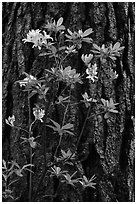 Azelea and pine trunk. Yosemite National Park, California, USA. (black and white)