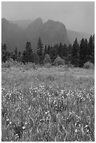 Wildflowers in Cook Meadow and Cathedral Rocks in storm. Yosemite National Park, California, USA. (black and white)