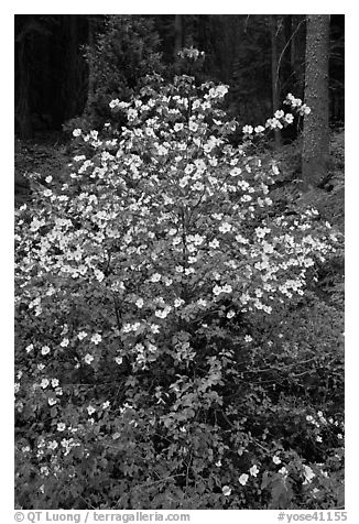 Pacific Dogwood in bloom near Crane Flat. Yosemite National Park (black and white)