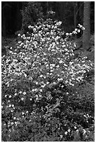 Pacific Dogwood in bloom near Crane Flat. Yosemite National Park, California, USA. (black and white)