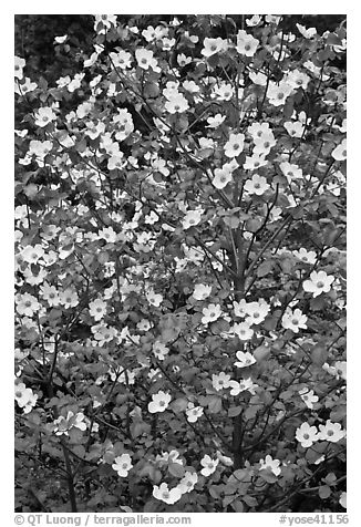 Close up of Pacific Dogwood. Yosemite National Park, California, USA.