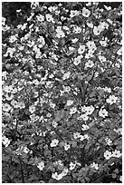 Close up of Pacific Dogwood. Yosemite National Park, California, USA. (black and white)