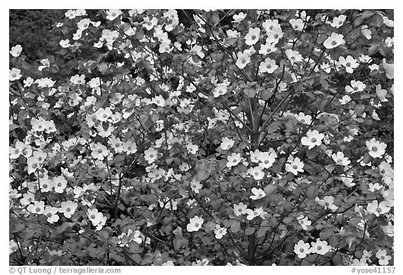 Pacific Dogwood flowers. Yosemite National Park (black and white)