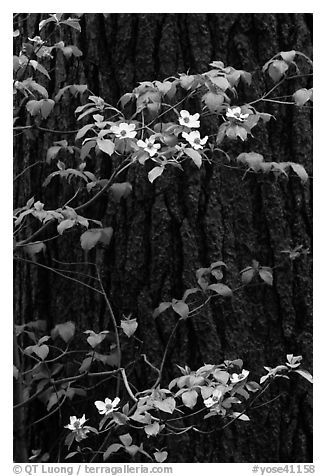 Dogwood branches with flowers against trunk. Yosemite National Park (black and white)