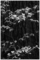 Dogwood branches with flowers against trunk. Yosemite National Park ( black and white)