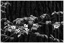 Dogwood branch with flowers against trunk. Yosemite National Park, California, USA. (black and white)